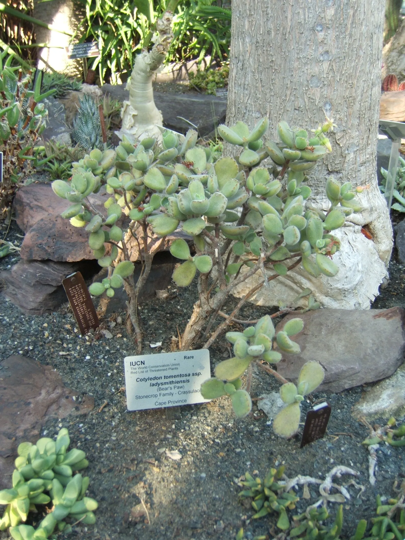 Kitten Paws (Cotyledon Tomentosa) — is a charming succulent that will add a touch of whimsy to any landscape design; suitable for rock gardens