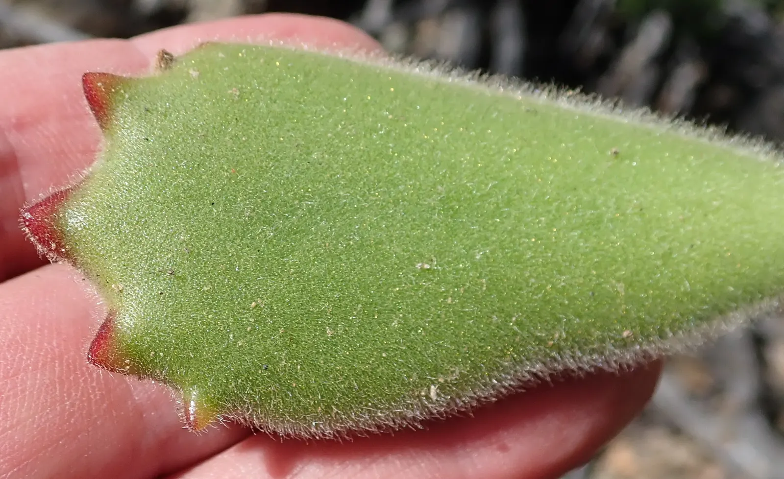 Kitten Paws (Cotyledon Tomentosa) — or as an engaging ground cover; making it versatile for various garden designs.<br><br>Favoring well-draining soil