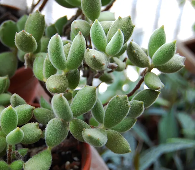 Kitten Paws (Cotyledon Tomentosa) — is a charming succulent with velvety leaves resembling tiny feline feet; kitten Paws forms a low-growing, image 50