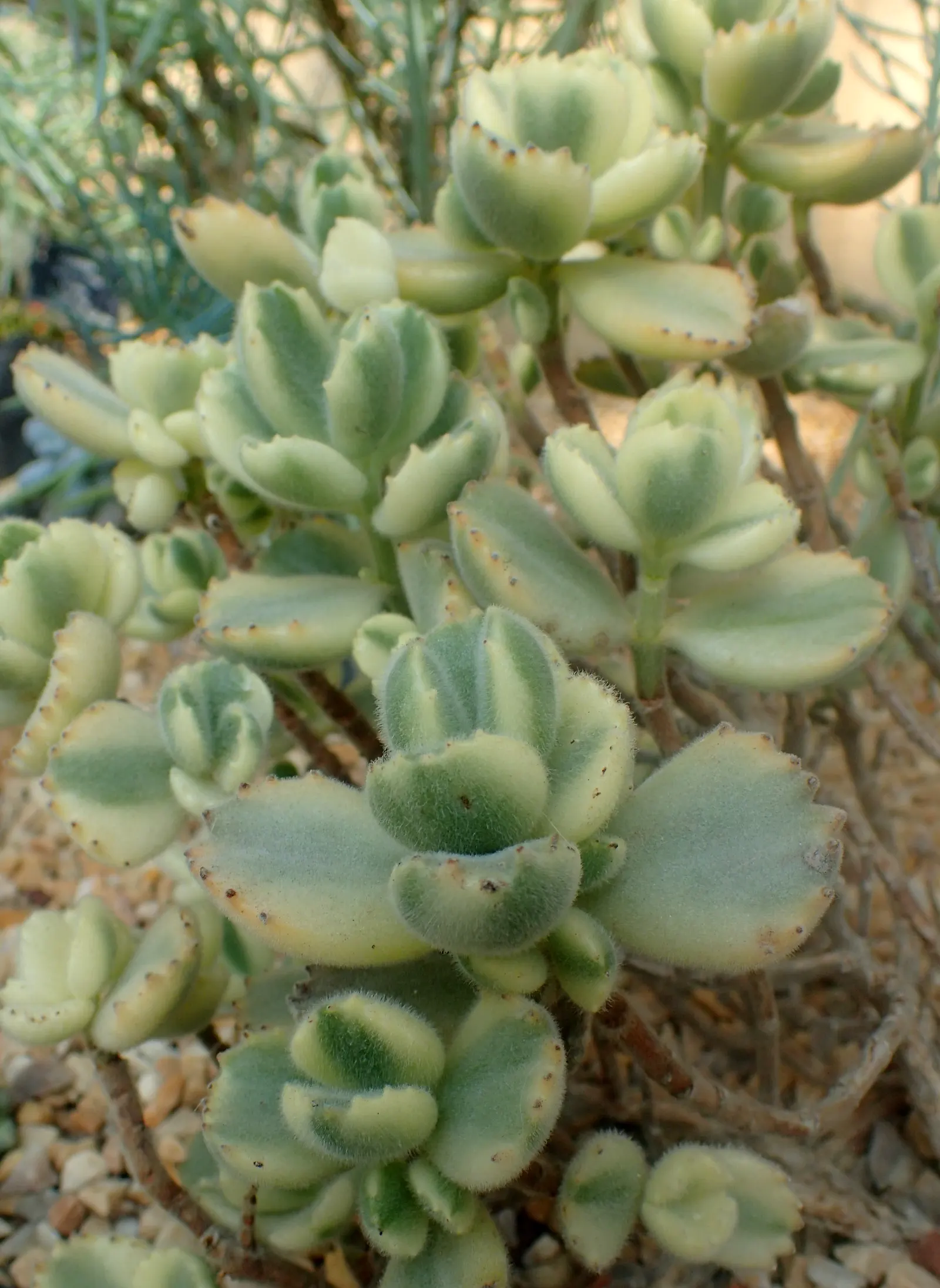 Kitten Paws (Cotyledon Tomentosa) — suitable for rock gardens; is a charming succulent that will add a touch of whimsy to any landscape design, image 60