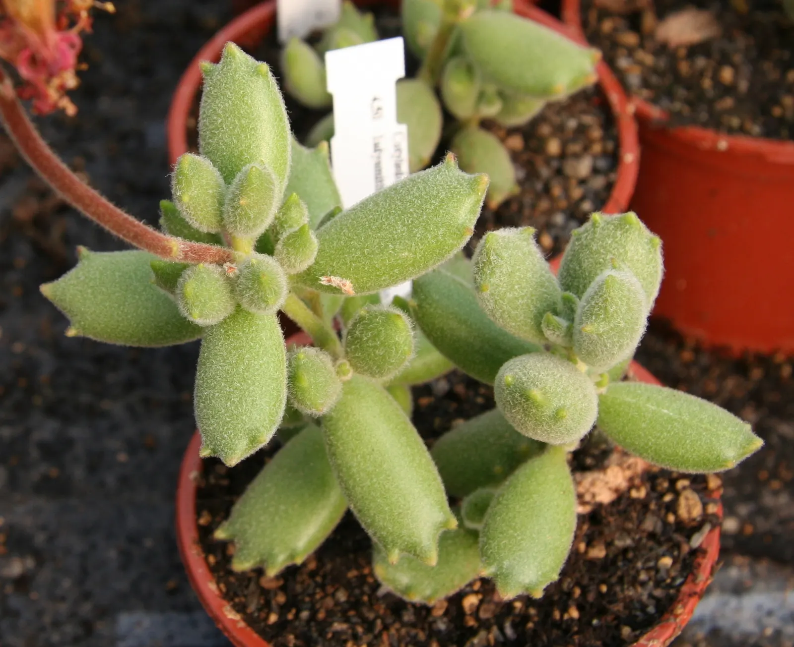 Kitten Paws (Cotyledon Tomentosa) — Its pudgy leaves are silver-green with reddish-brown tips; commonly known as Kitten Paws, image 52