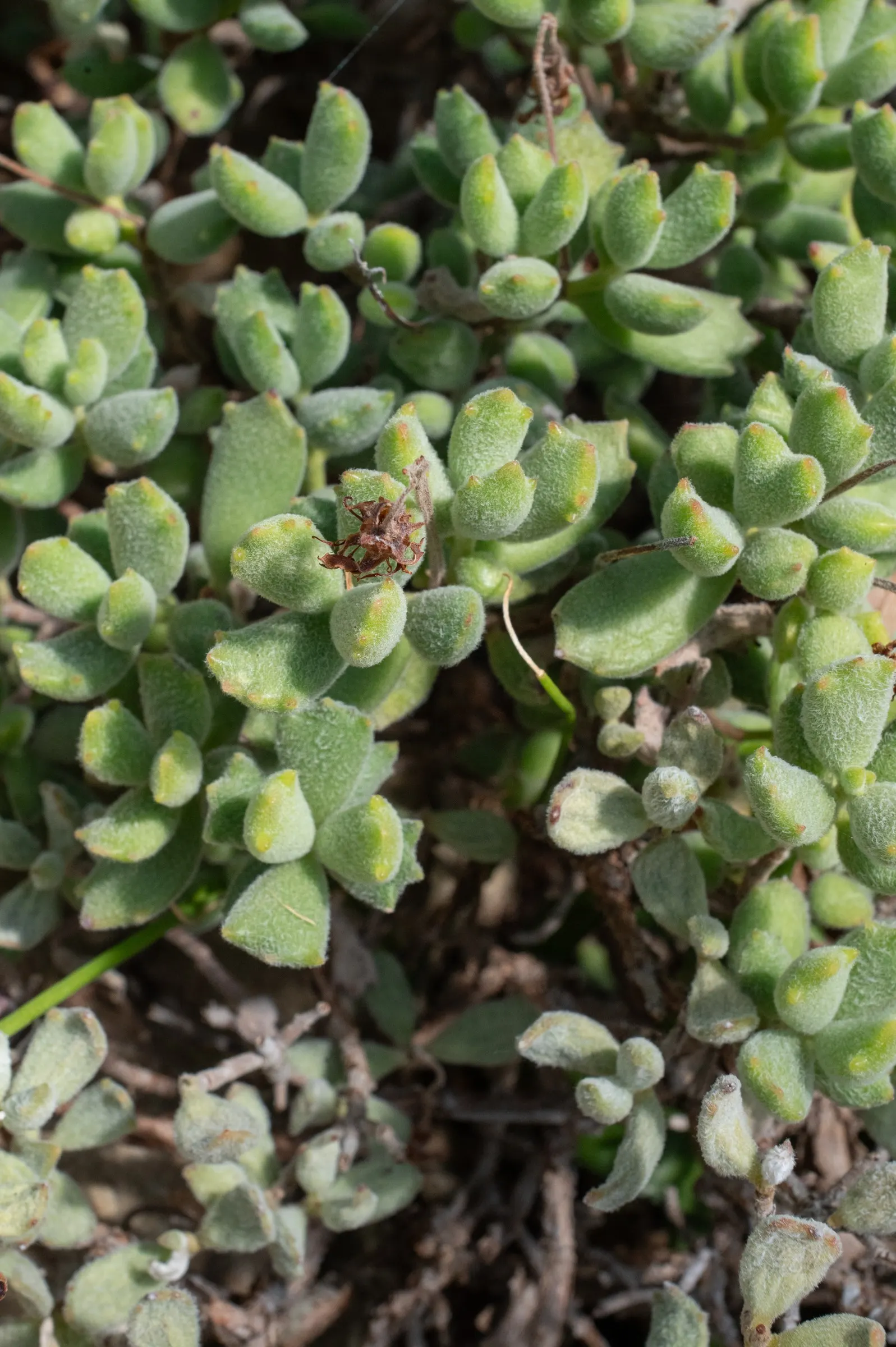 Kitten Paws (Cotyledon Tomentosa) — The plant flourishes in USDA hardiness zones 9 to 11; succulent with orange blooms, image 62