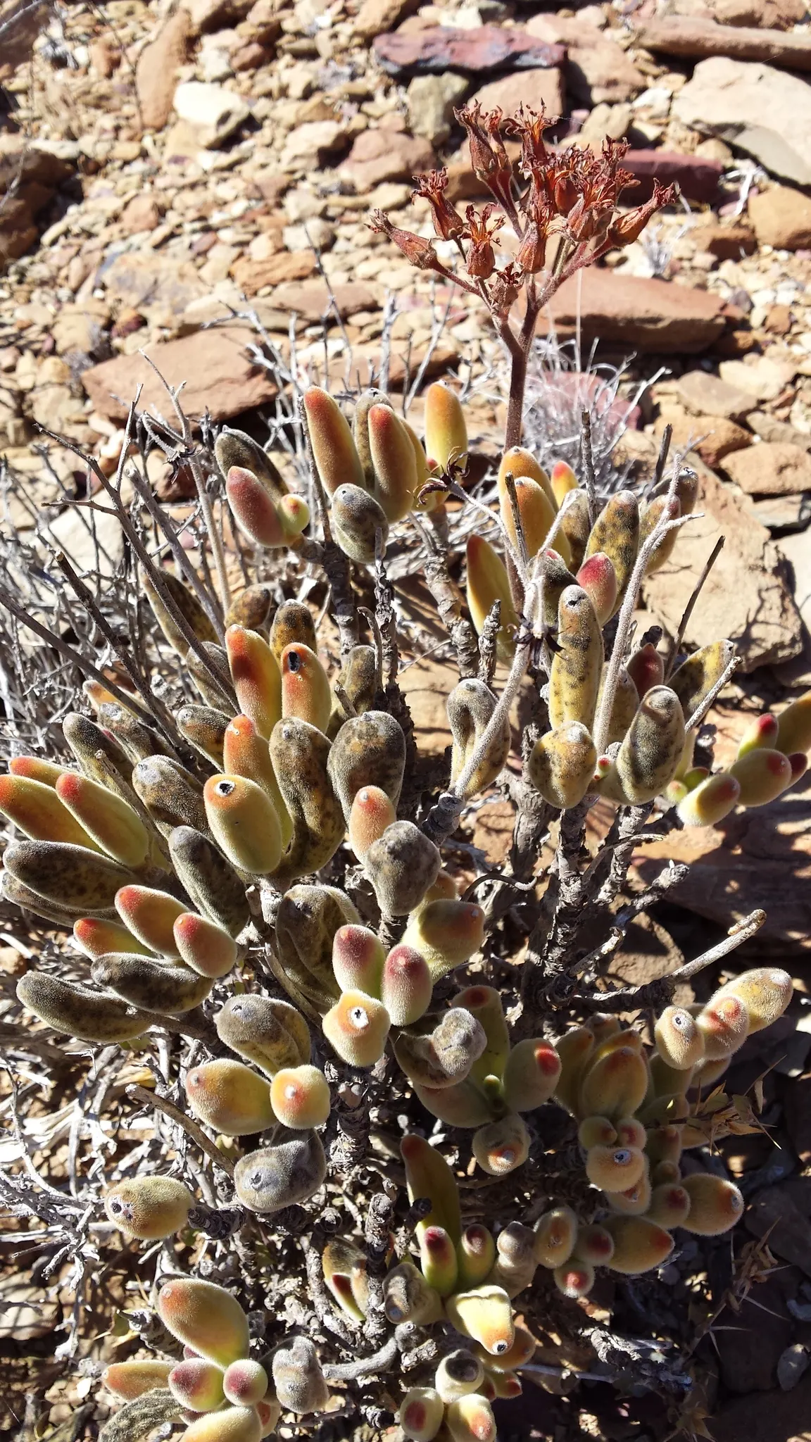 Kitten Paws (Cotyledon Tomentosa) — suitable for rock gardens