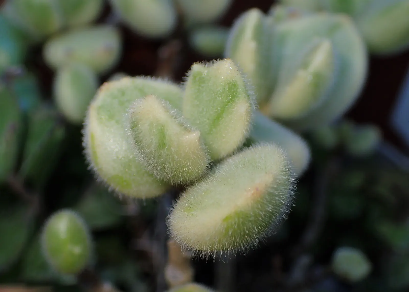 Kitten Paws (Cotyledon Tomentosa) — The plant flourishes in USDA hardiness zones 9 to 11; succulent with orange blooms