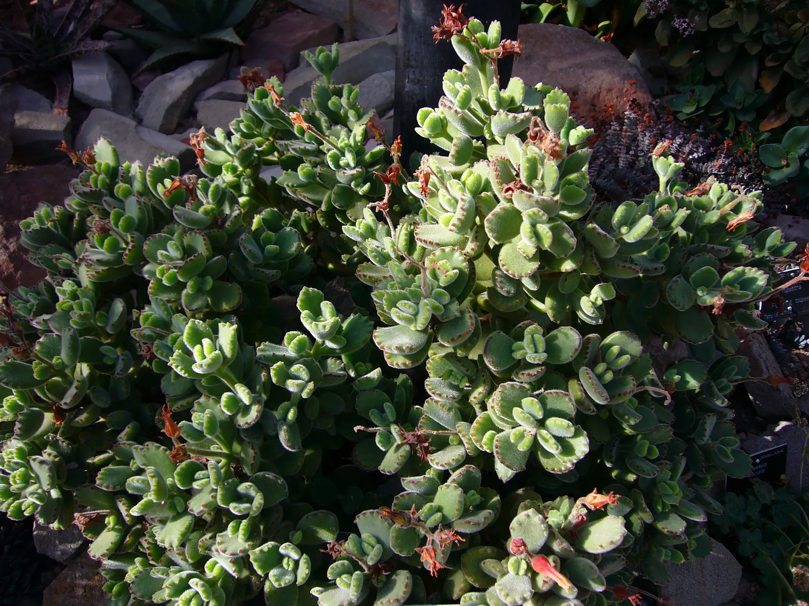 Kitten Paws (Cotyledon Tomentosa) — Its pudgy leaves are silver-green with reddish-brown tips