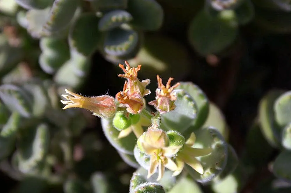 Kitten Paws (Cotyledon Tomentosa) — presenting a compelling option for ease of care and sustained aesthetic appeal in their garden layout; succulent for half