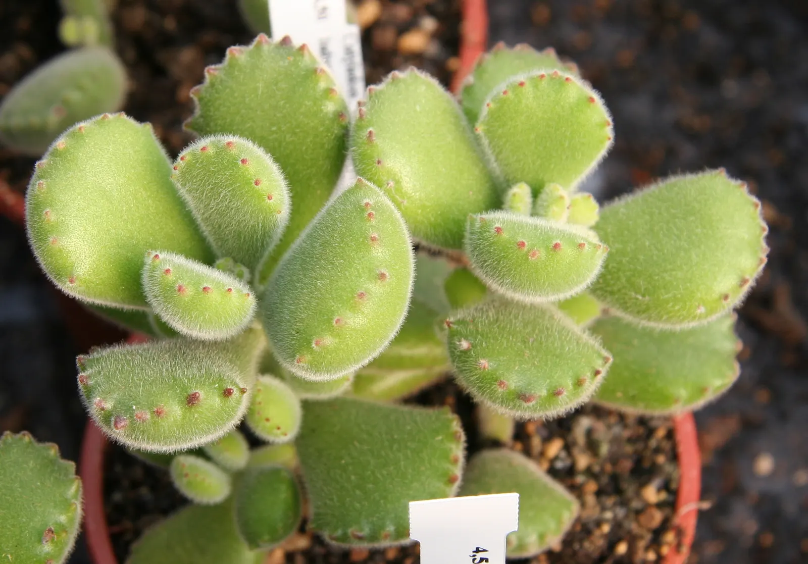 Kitten Paws (Cotyledon Tomentosa) — but can be grown in containers and brought indoors in cooler climates; in late winter to spring, bell-shaped, image 63