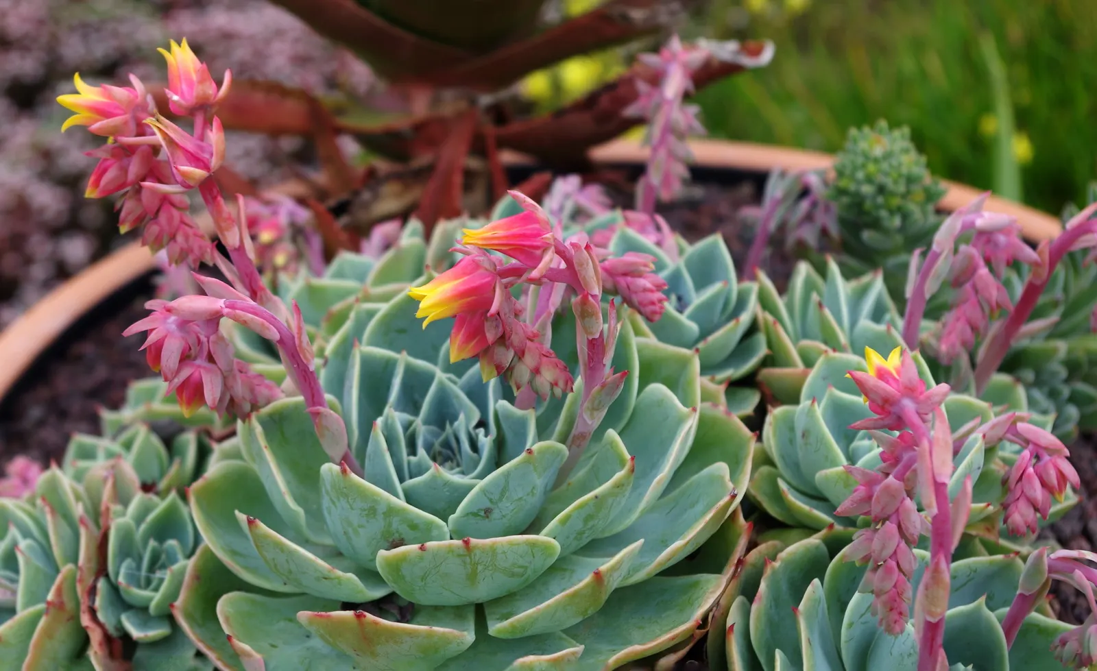 Kitten Paws (Cotyledon Tomentosa) — orange flowers in late spring to early summer; each leaf boasts a distinct three to ten "toes" outlined by darker red-brown