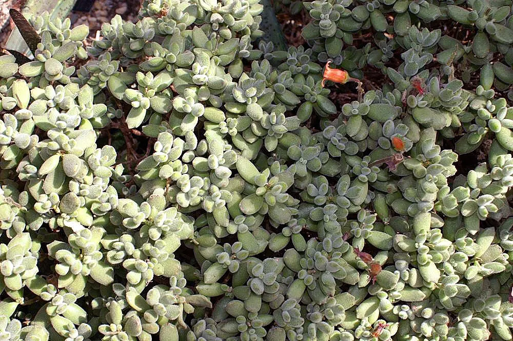 Kitten Paws (Cotyledon Tomentosa) — orange flowers in the garden
