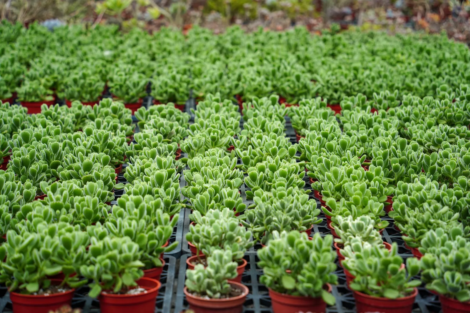 Kitten Paws (Cotyledon Tomentosa) — Thriving in USDA zones 9-11, it prefers full to partial sun and well-draining soil; commonly known as Kitten Paws or