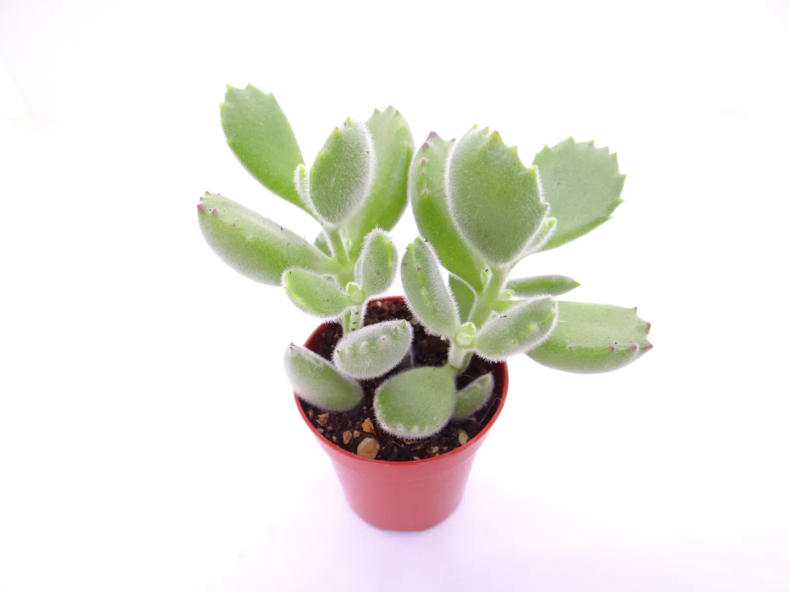 Kitten Paws (Cotyledon Tomentosa) — commonly known as Kitten Paws