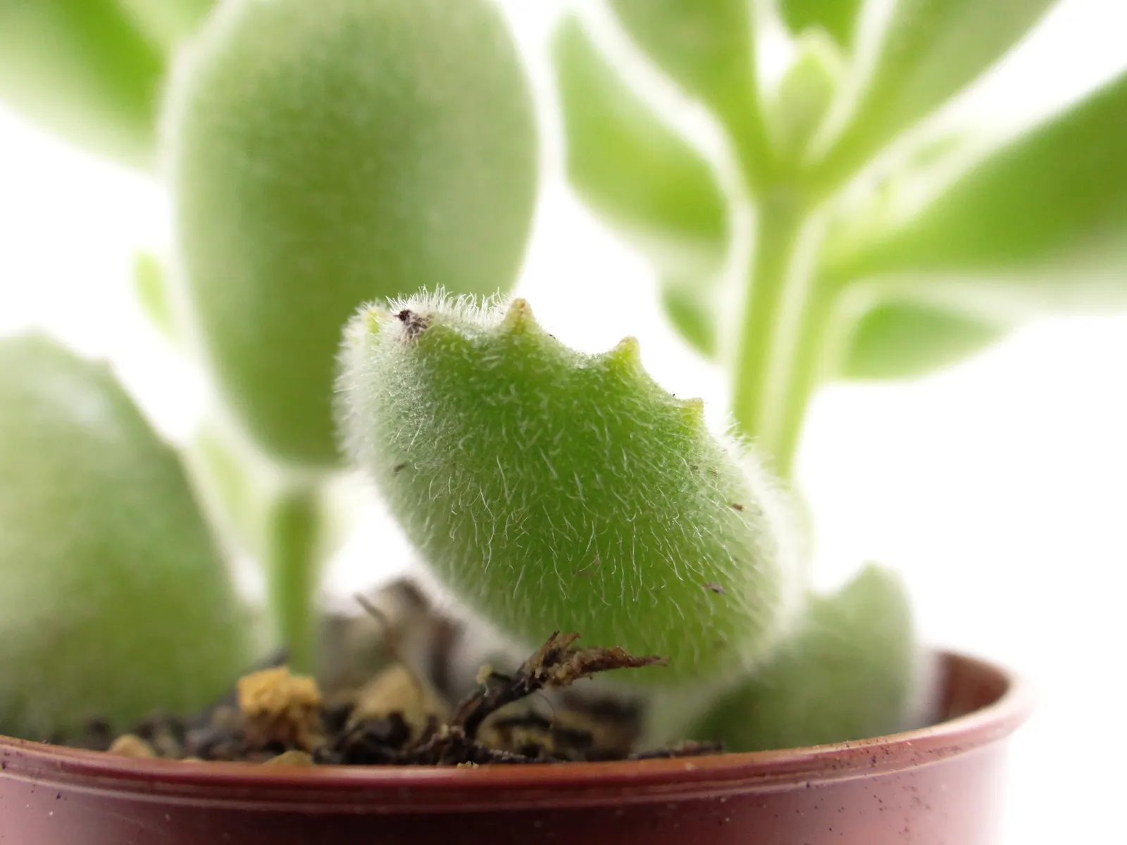 Kitten Paws (Cotyledon Tomentosa) — commonly known as Kitten Paws or Bear\'s Paw