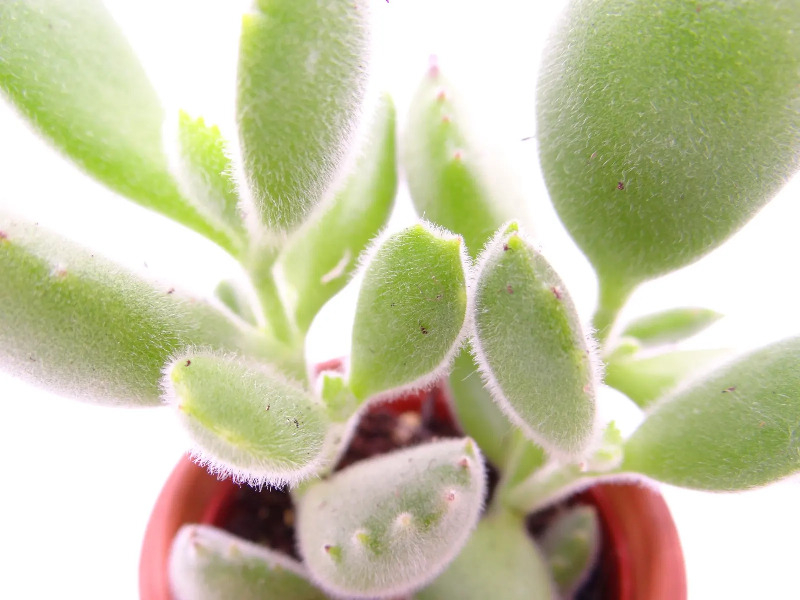 Kitten Paws (Cotyledon Tomentosa) — Each leaf boasts a distinct three to ten "toes" outlined by darker red-brown tips