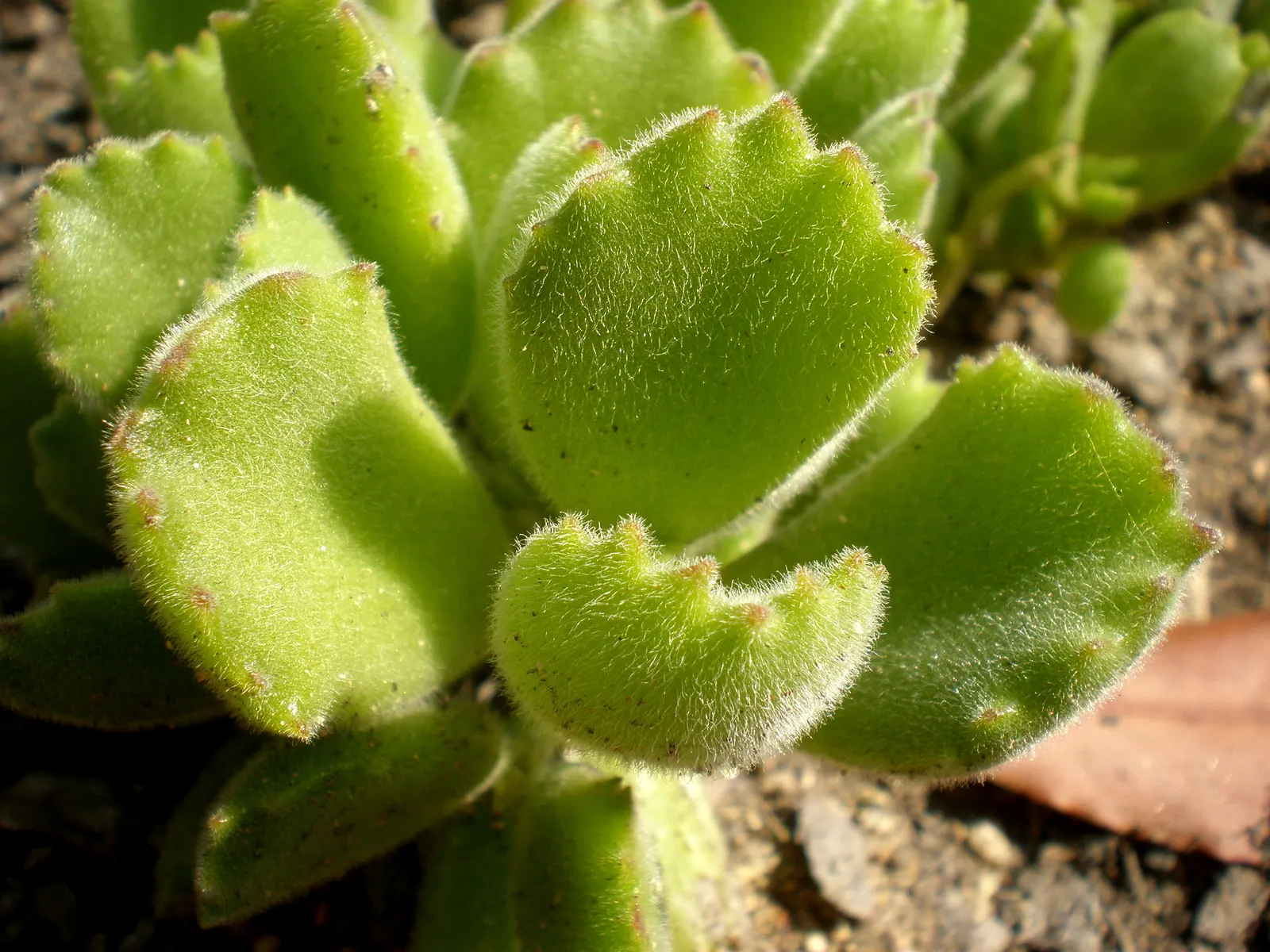 Kitten Paws (Cotyledon Tomentosa) — succulent for half