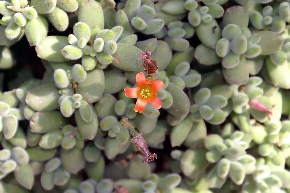 Kitten Paws (Cotyledon Tomentosa) — Its pudgy leaves are silver-green with reddish-brown tips; commonly known as Kitten Paws