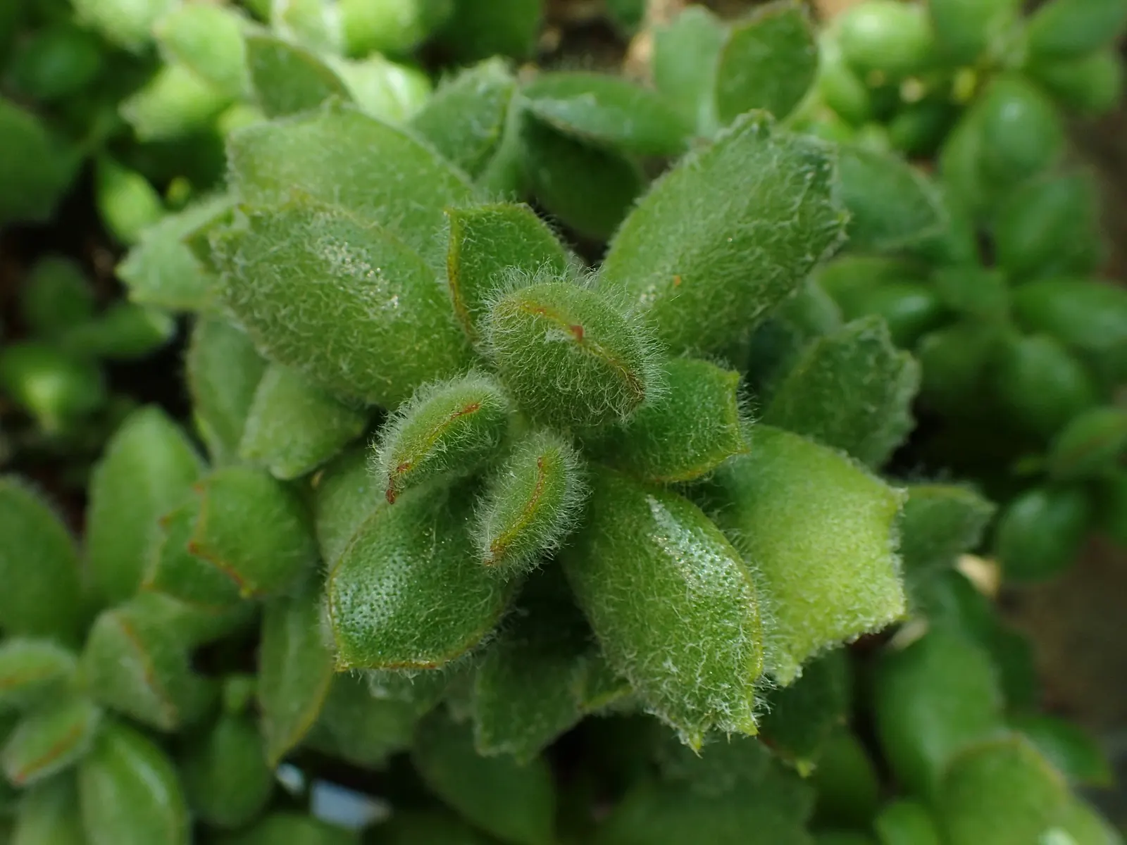 Kitten Paws (Cotyledon Tomentosa) — orange flowers in the garden; ideal for rock gardens and containers