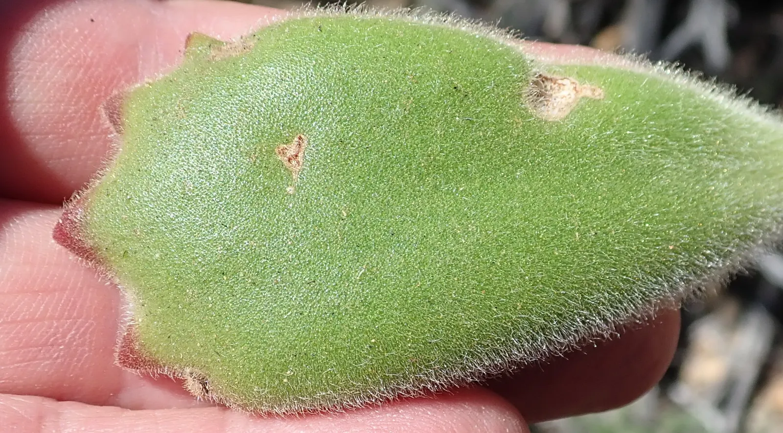 Kitten Paws (Cotyledon Tomentosa) — This South African native reaches up to 12 inches tall and 24 inches wide; indirect light ensures vibrant, image 51