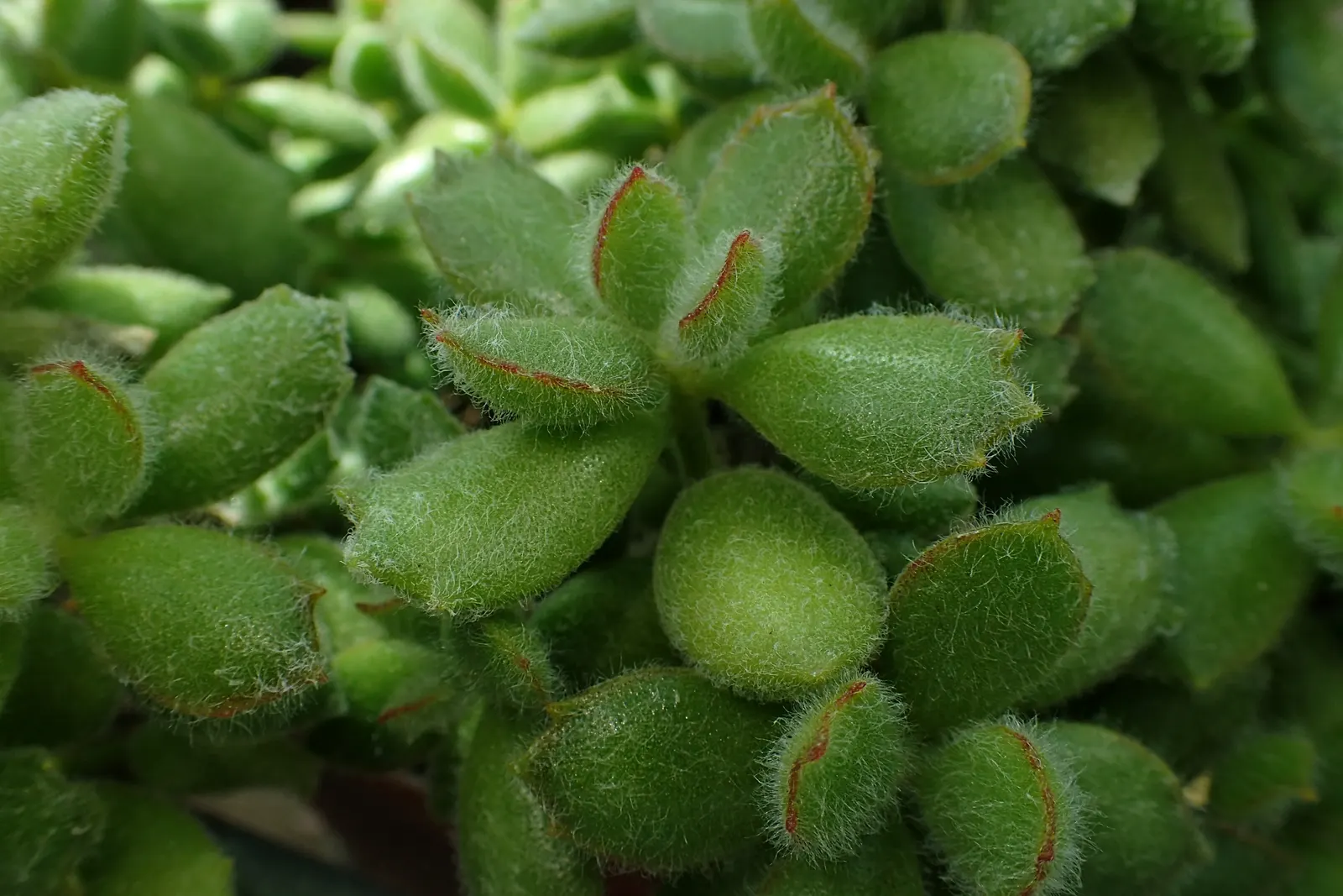 Kitten Paws (Cotyledon Tomentosa) — In late winter to spring, bell-shaped yellow flowers offer a delightful contrast; but can be grown in containers and