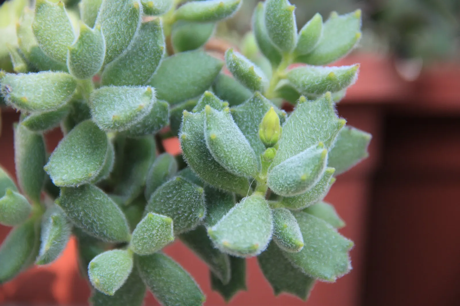Kitten Paws (Cotyledon Tomentosa) — orange flowers in late spring to early summer