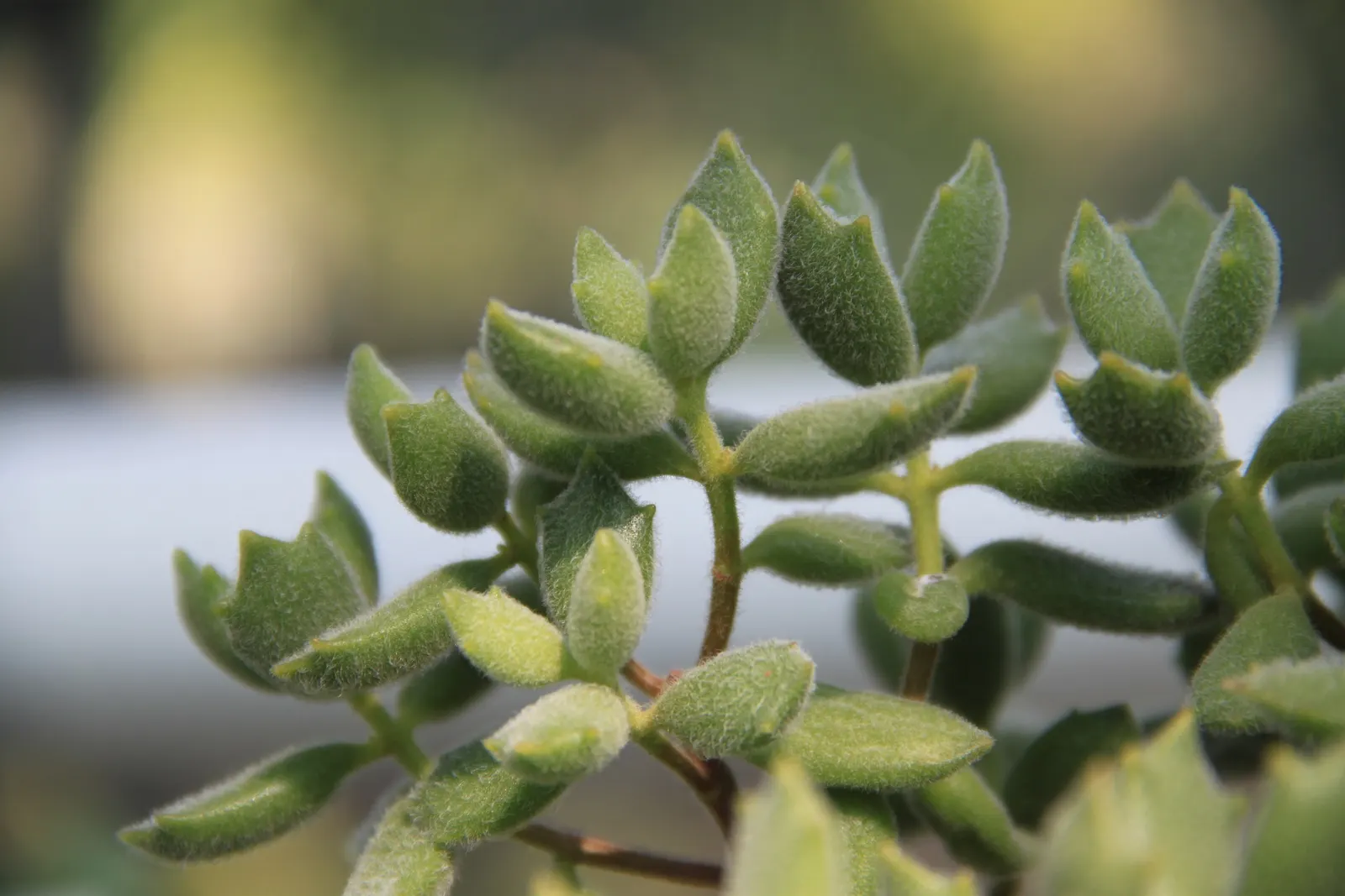 Kitten Paws (Cotyledon Tomentosa) — Kitten Paws forms a low-growing