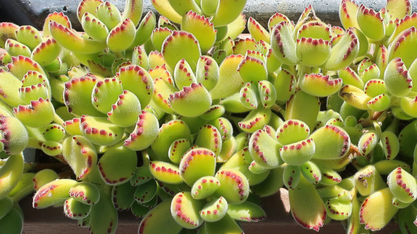 Kitten Paws (Cotyledon Tomentosa) — making it versatile for various garden designs.<br><br>Favoring well-draining soil; or as an engaging ground cover