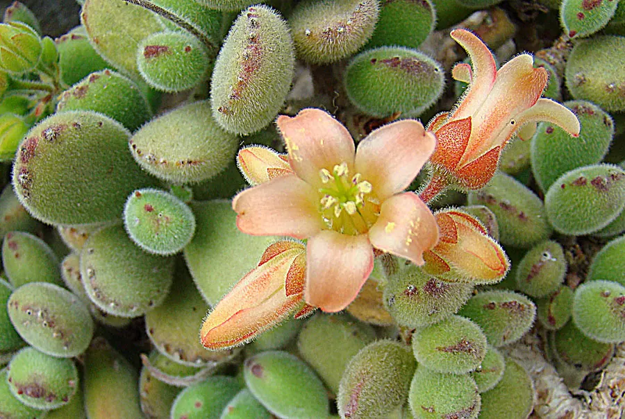 Kitten Paws (Cotyledon Tomentosa) — is a charming succulent with velvety leaves resembling tiny feline feet; kitten Paws forms a low-growing