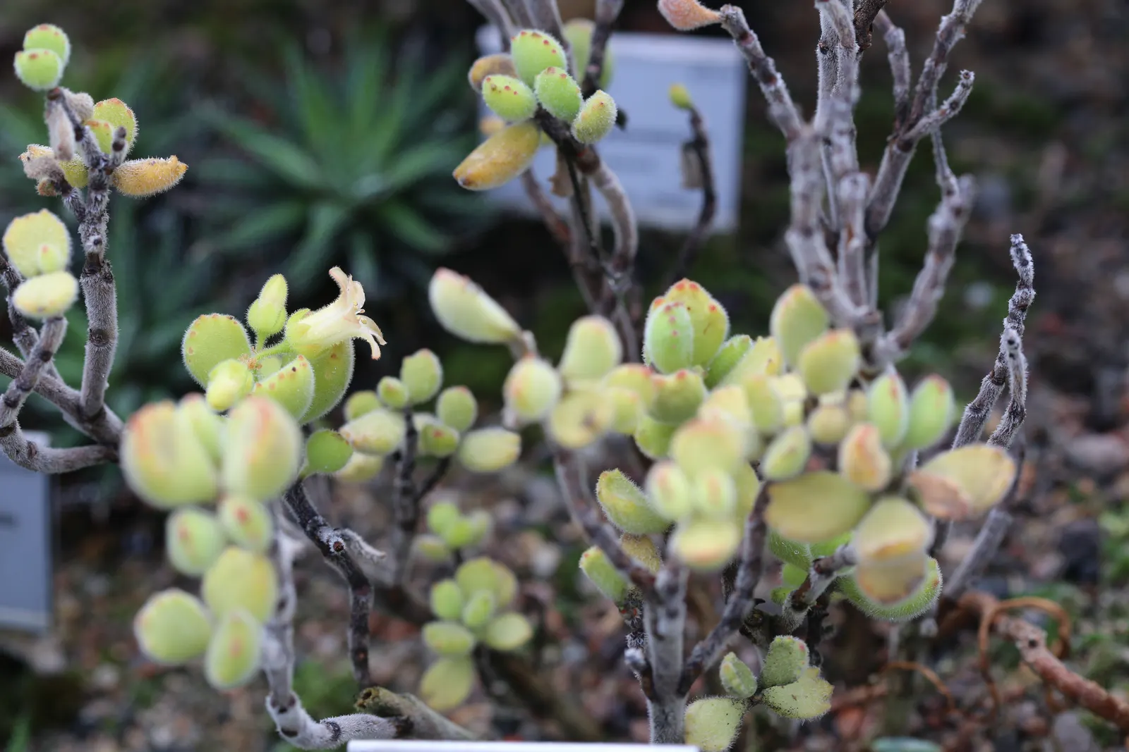 Kitten Paws (Cotyledon Tomentosa) — This South African native reaches up to 12 inches tall and 24 inches wide