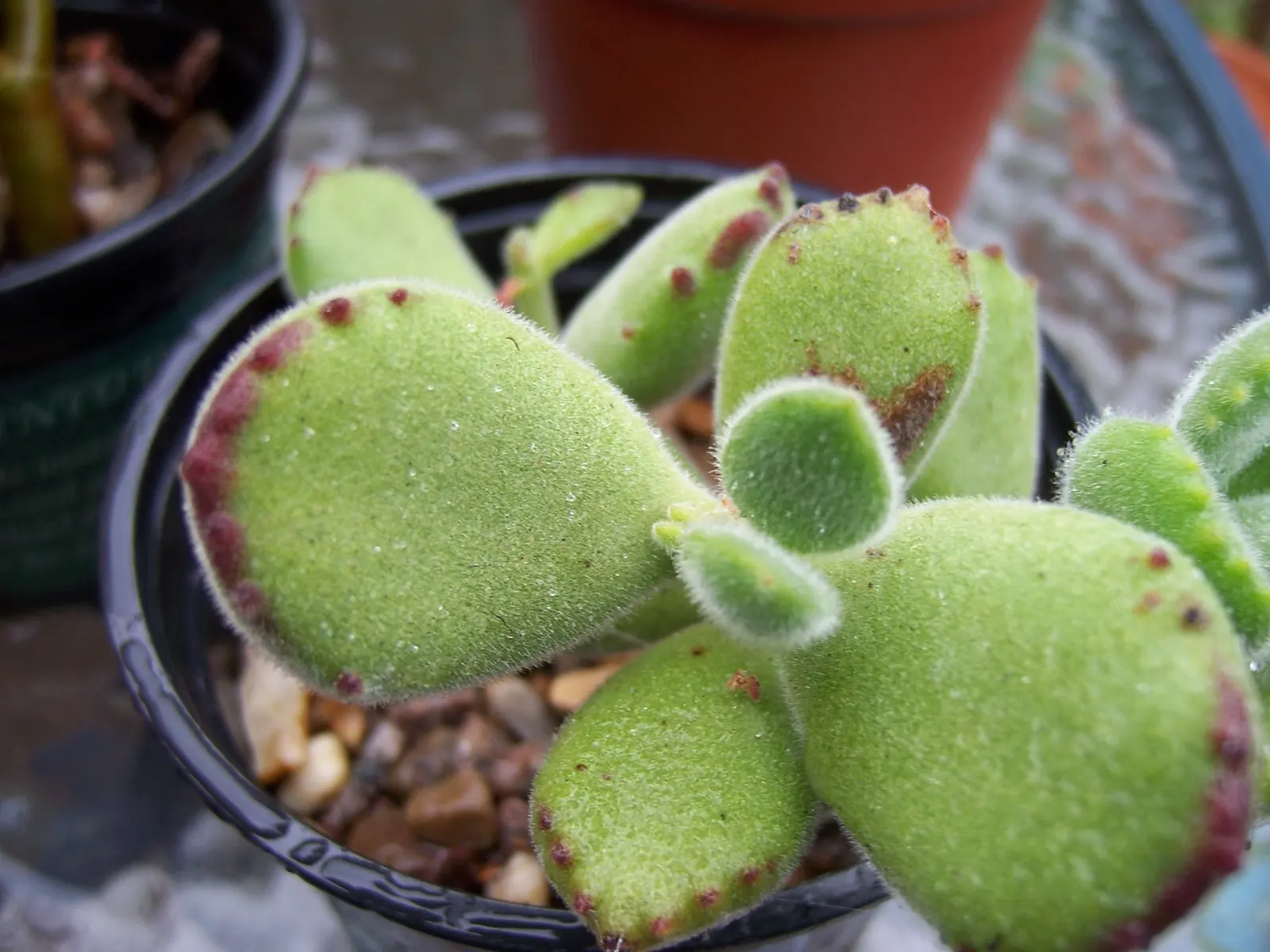 Kitten Paws (Cotyledon Tomentosa) — succulent with orange blooms