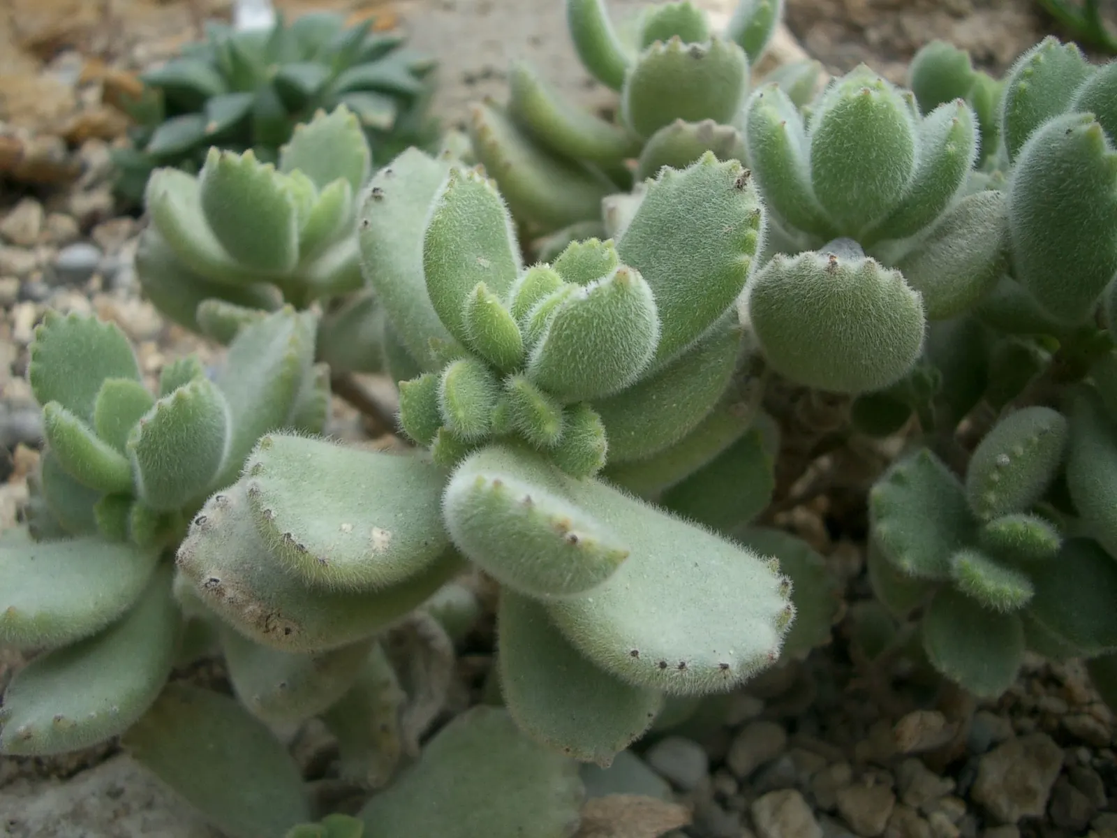 Kitten Paws (Cotyledon Tomentosa) — Ideal for rock gardens and containers