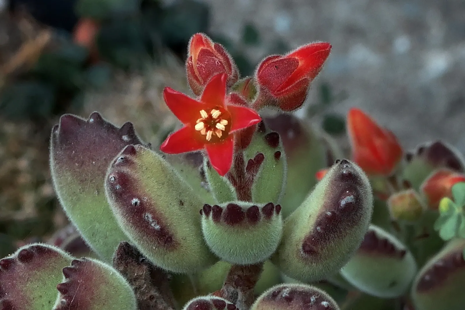 Kitten Paws (Cotyledon Tomentosa) — or as an engaging ground cover; making it versatile for various garden designs.<br><br>Favoring well-draining, image 61