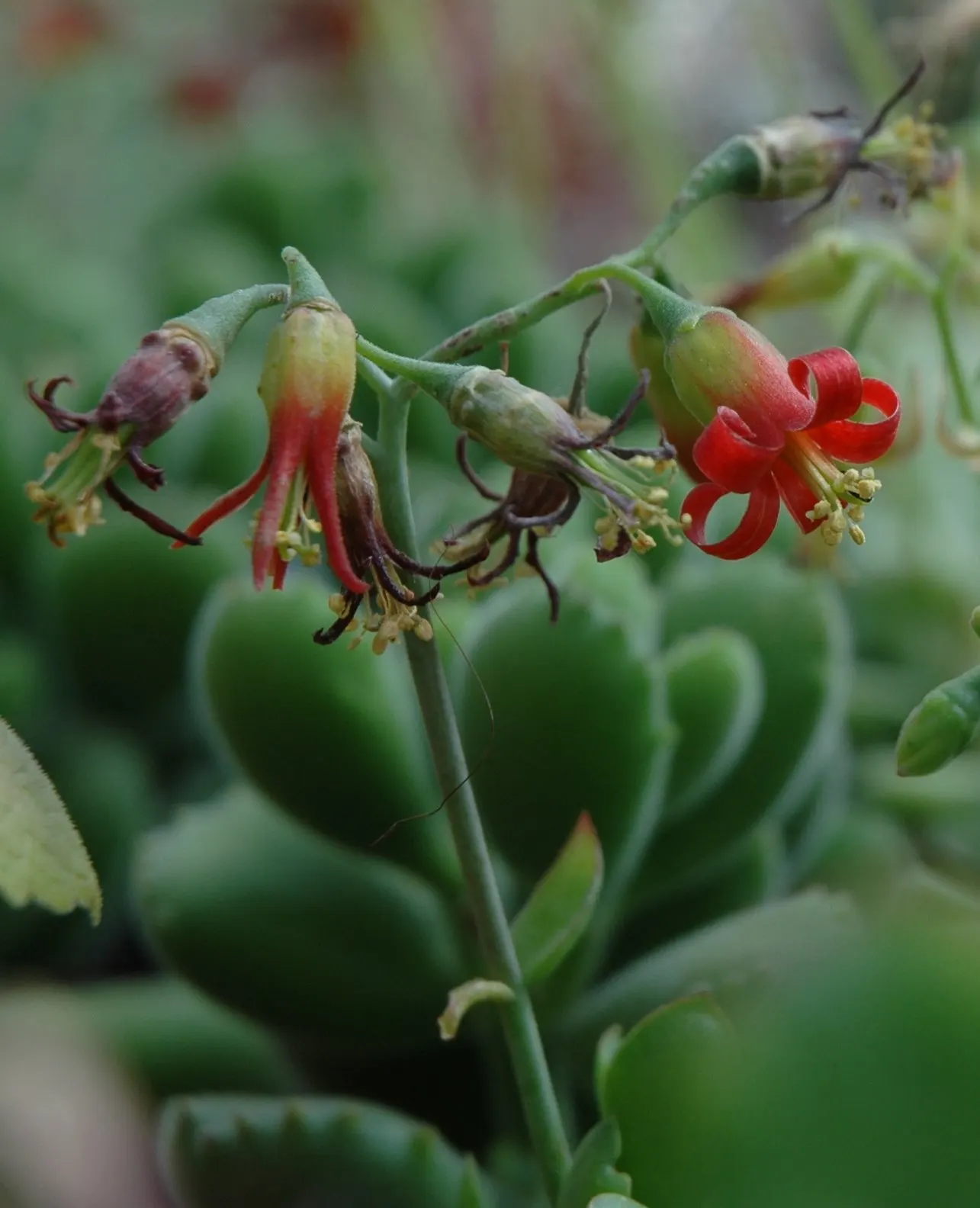 Kitten Paws (Cotyledon Tomentosa) — Kitten Paws forms a low-growing; is a charming succulent with velvety leaves resembling tiny feline feet