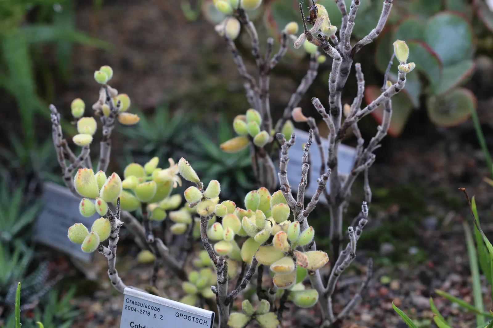 Kitten Paws (Cotyledon Tomentosa) — but can be grown in containers and brought indoors in cooler climates; in late winter to spring, bell-shaped yellow flowers