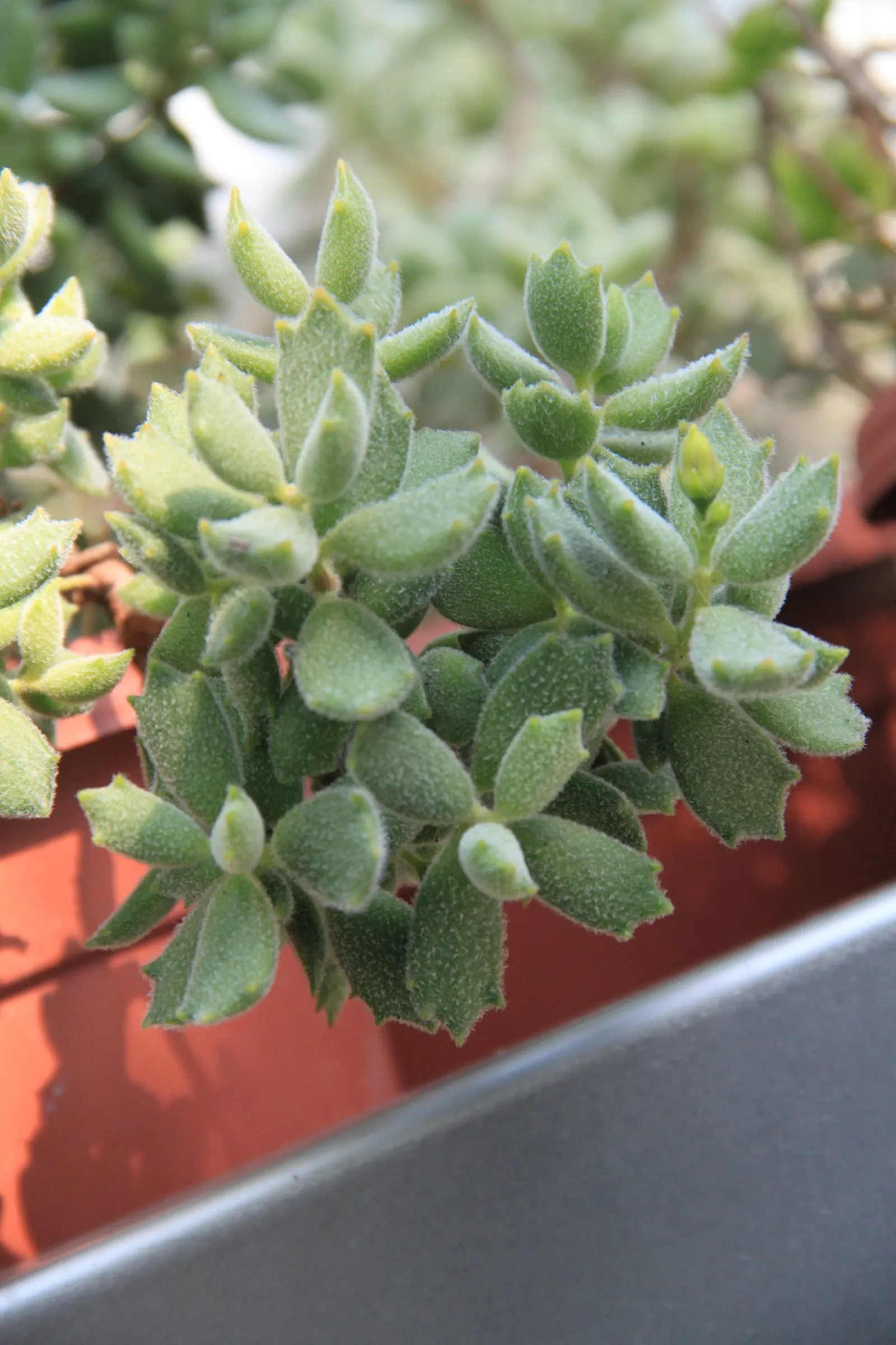 Kitten Paws (Cotyledon Tomentosa) — but can be grown in containers and brought indoors in cooler climates
