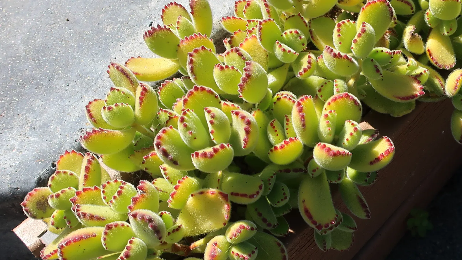 Kitten Paws (Cotyledon Tomentosa) — Ideal for rock gardens and containers; orange flowers in the garden