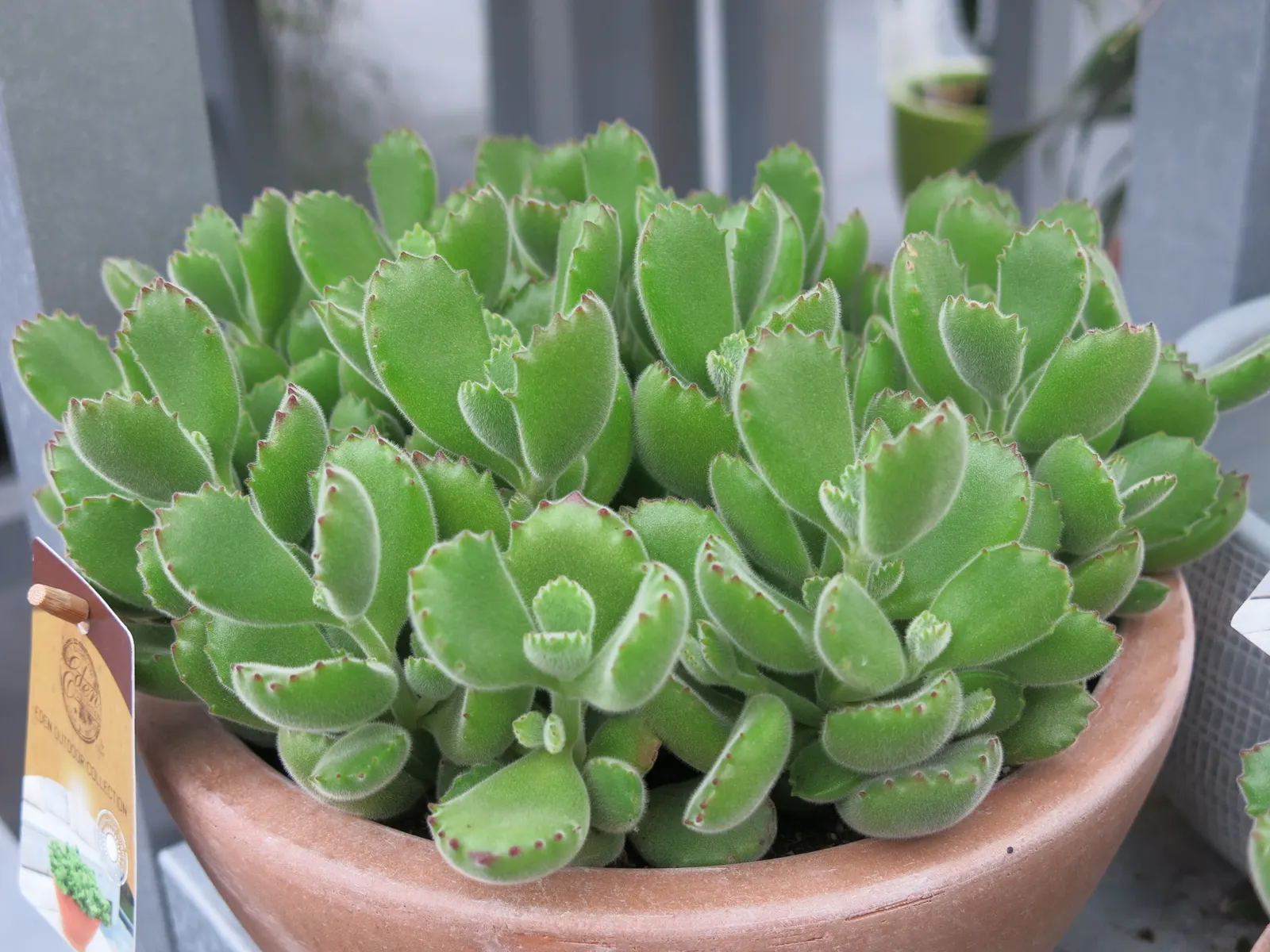 Kitten Paws (Cotyledon Tomentosa) — succulent with orange blooms; the plant flourishes in USDA hardiness zones 9 to 11