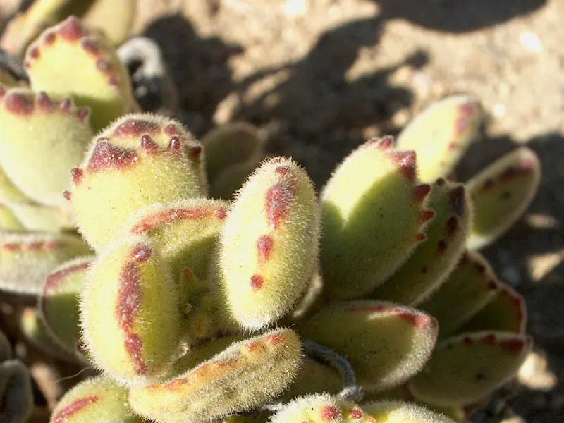 Kitten Paws (Cotyledon Tomentosa) — In late winter to spring, bell-shaped yellow flowers offer a delightful contrast; but can be grown in, image 54