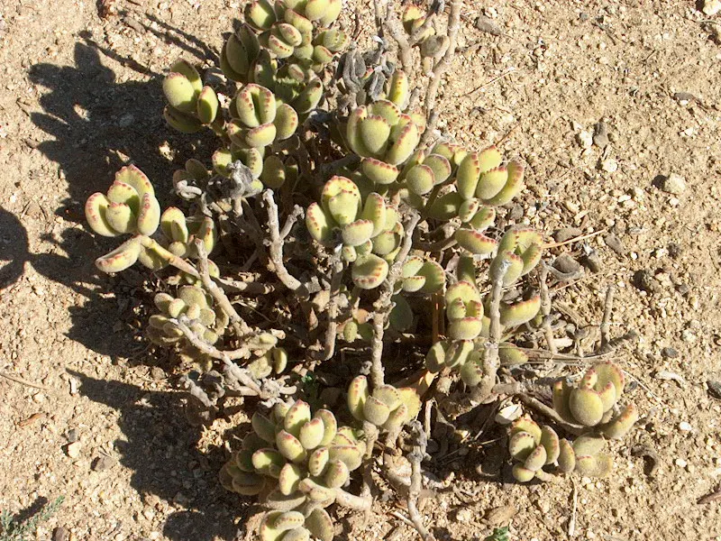 Kitten Paws (Cotyledon Tomentosa) — Kitten Paws forms a low-growing; is a charming succulent with velvety leaves resembling tiny feline feet, image 59