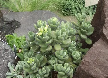 Kitten Paws (Cotyledon Tomentosa) — adding an extra layer of interest.<br><br>Inform the client that Cotyledon tomentosa is low-maintenance; demonstrating