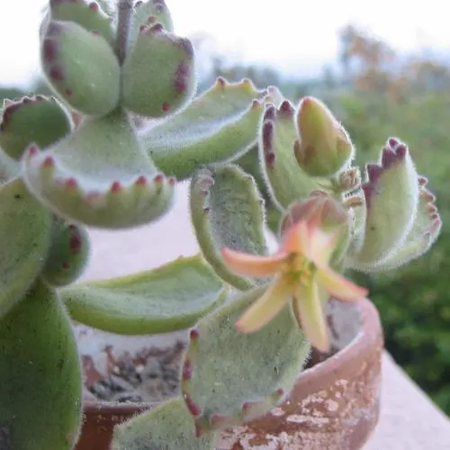 Kitten Paws (Cotyledon Tomentosa) — commonly known as Kitten Paws; its pudgy leaves are silver-green with reddish-brown tips, image 49