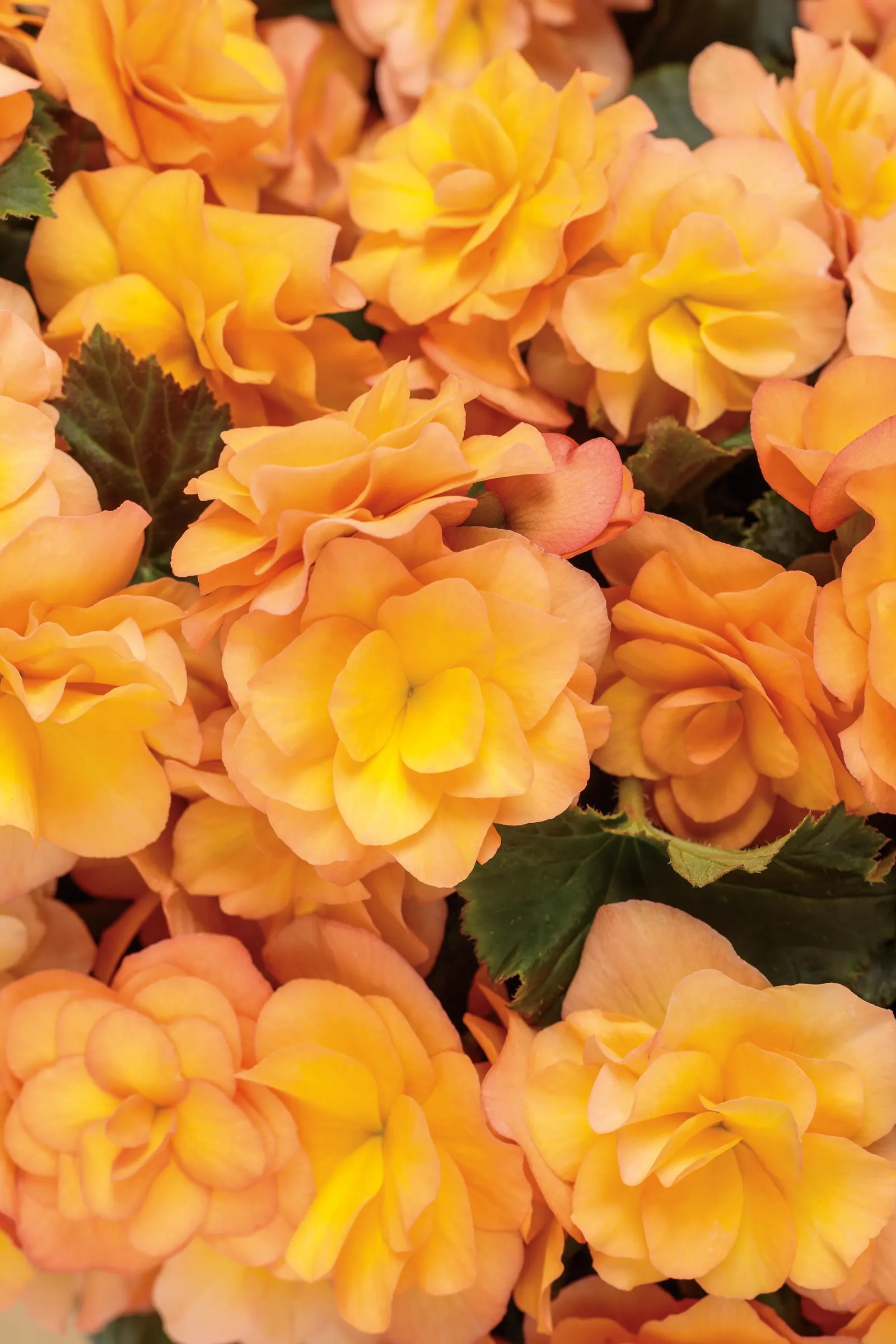 Apricot Rieger Begonia (Begonia x hiemalis) — is a richly colored annual prized for its generous