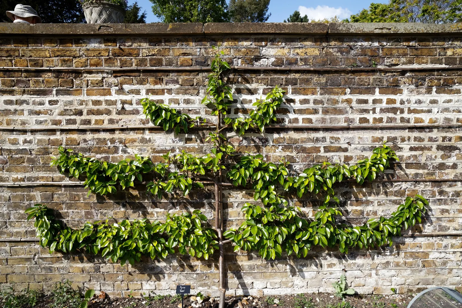 Espaliered Edible Pear (Pyrus Communis Espalier) — perfect for limited spaces