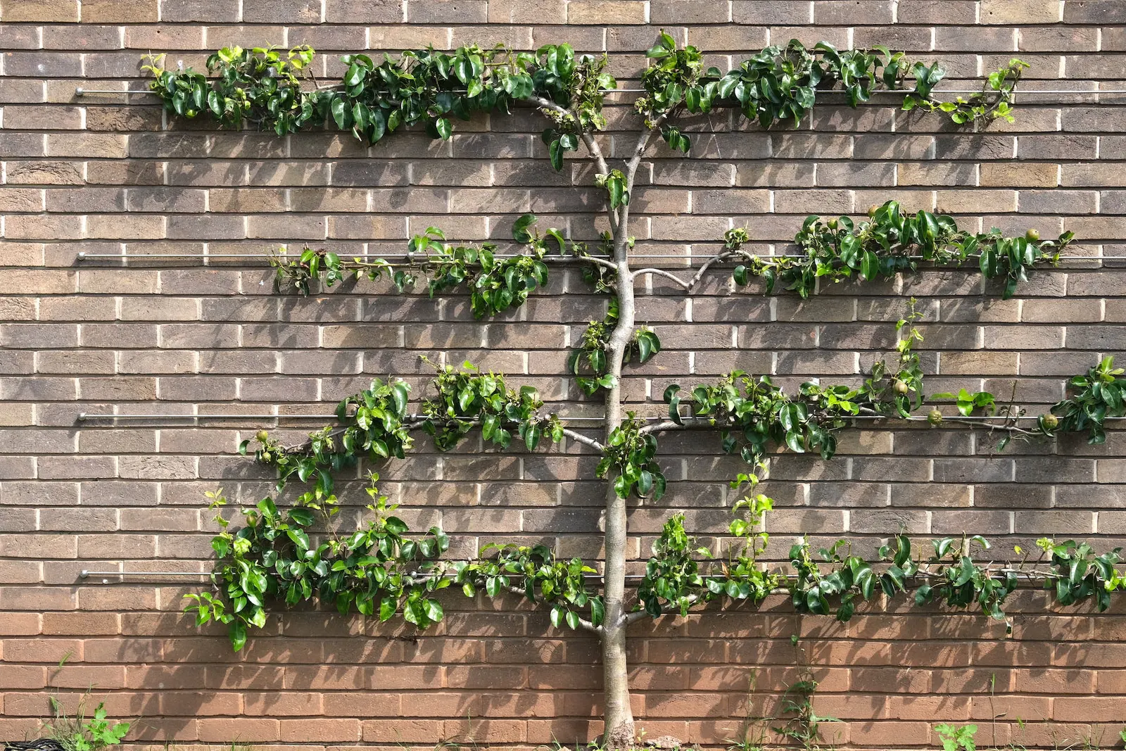 Espaliered Edible Pear (Pyrus Communis Espalier) — The Espaliered Edible Pear (Pyrus communis espalier) is a meticulously trained fruit tree