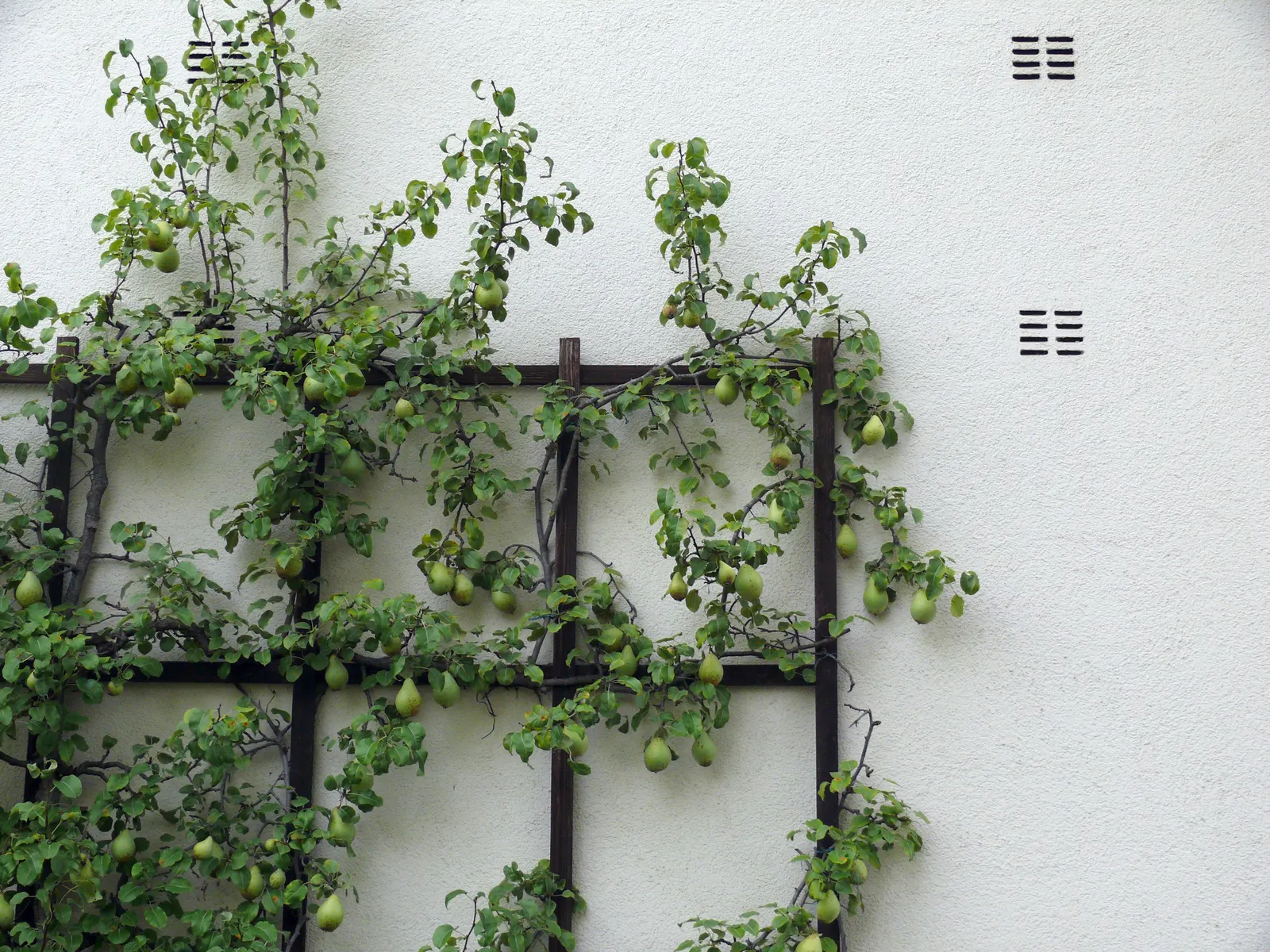 Espaliered Edible Pear (Pyrus Communis Espalier) — It grows horizontally along a flat plane, reaching 6-10 feet in height with spans up to 12 feet