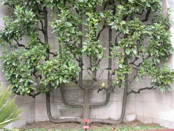 Espaliered Edible Pear (Pyrus Communis Espalier) — succulent pears while doubling as a living fence or elegant garden feature