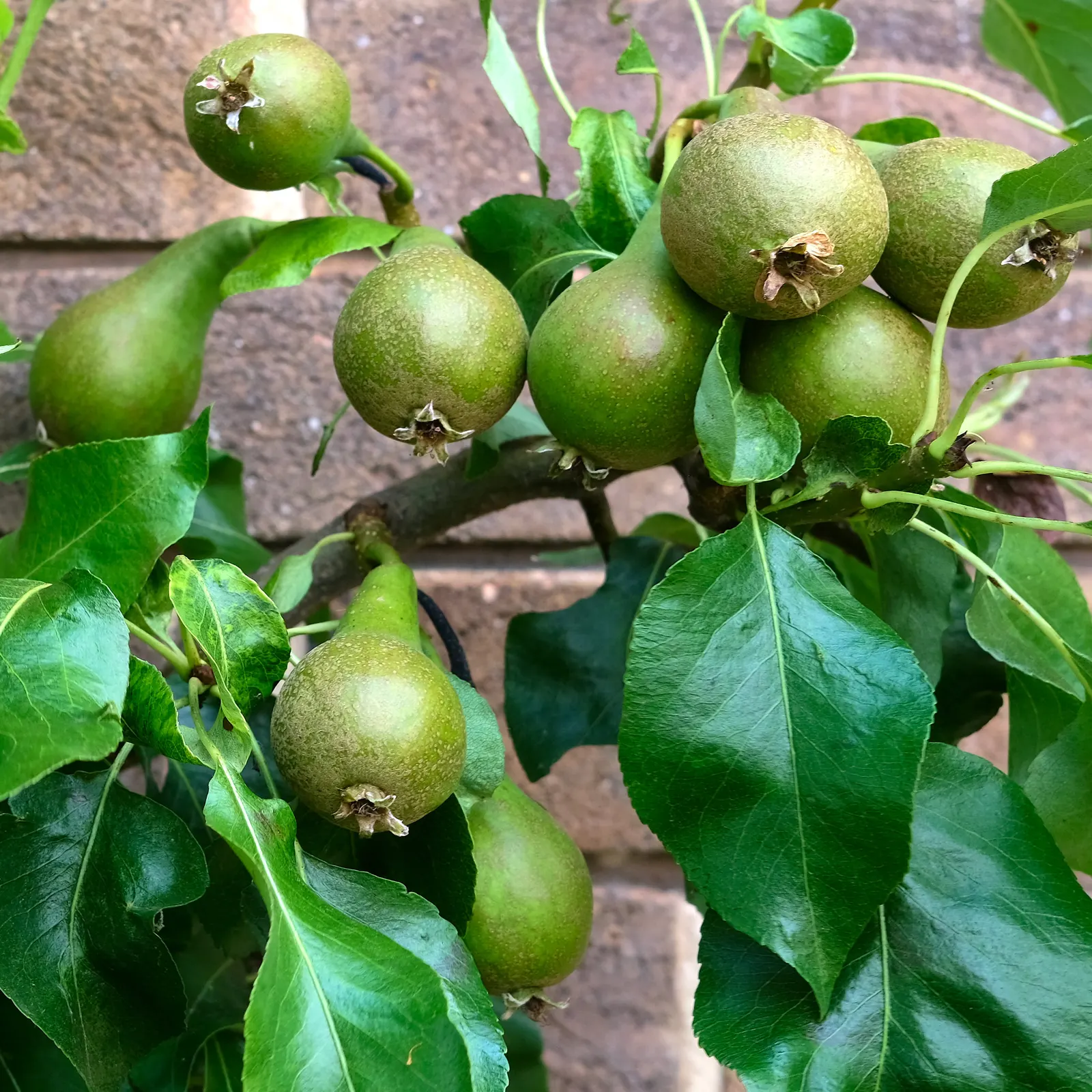 Espaliered Edible Pear (Pyrus Communis Espalier) — This ornamental form produces sweet