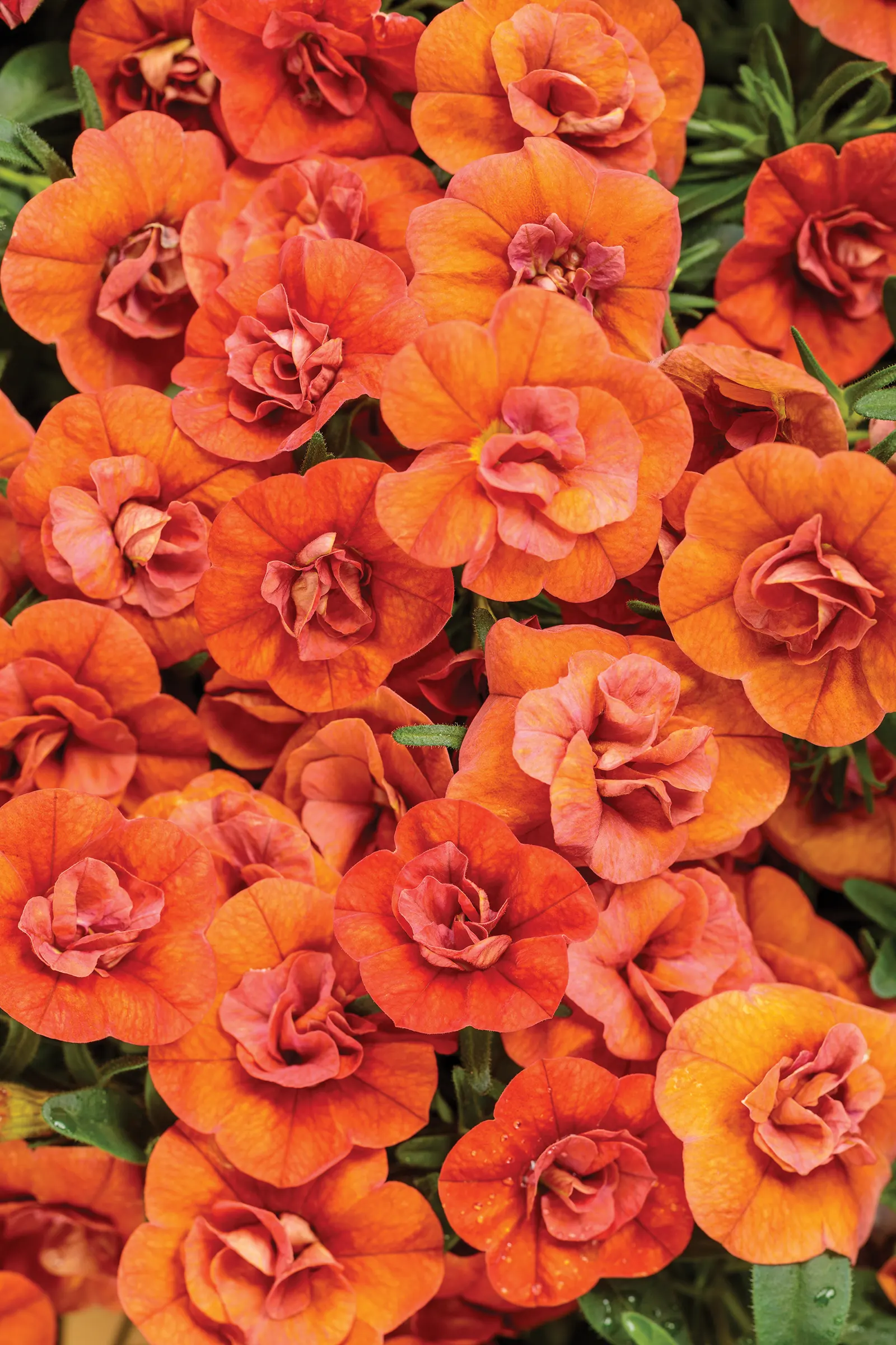 Double Orange Double Calibrachoa — is a vivid annual with a mounding