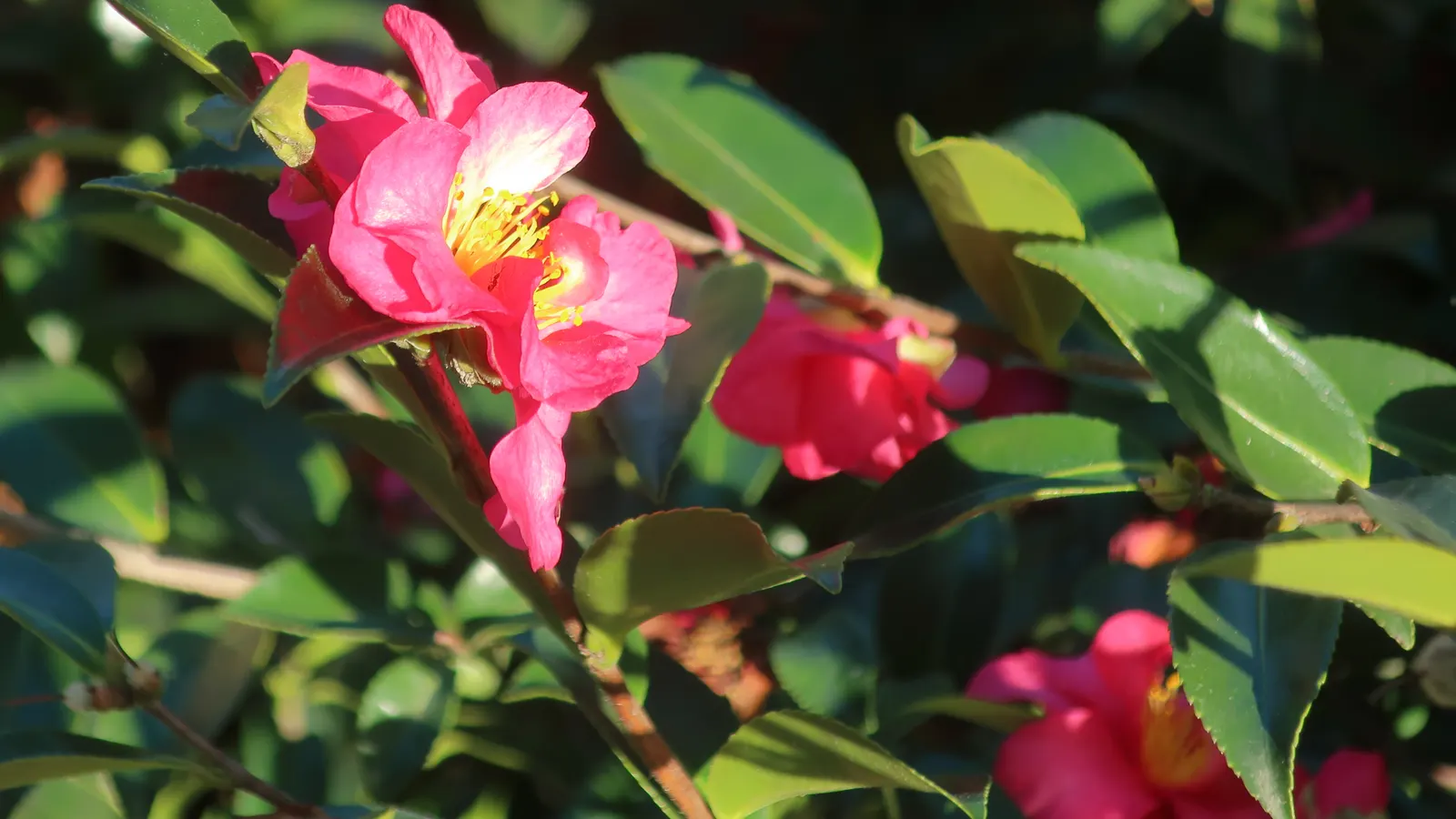 Kanjiro Camellia (Camellia Sasanqua 'Kanjiro') — Ideal for hedges or specimen plantings, it thrives in partial shade and well-draining acidic soil