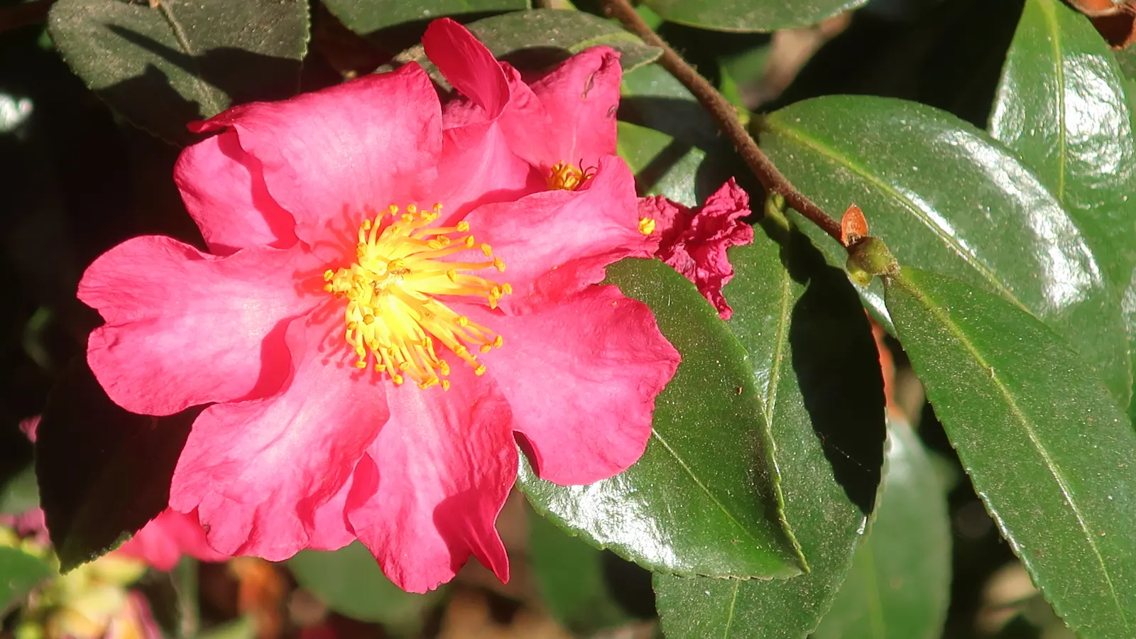 Kanjiro Camellia (Camellia Sasanqua 'Kanjiro') — Resistant to pests and diseases, it adds grace to gardens in USDA zones 7-9