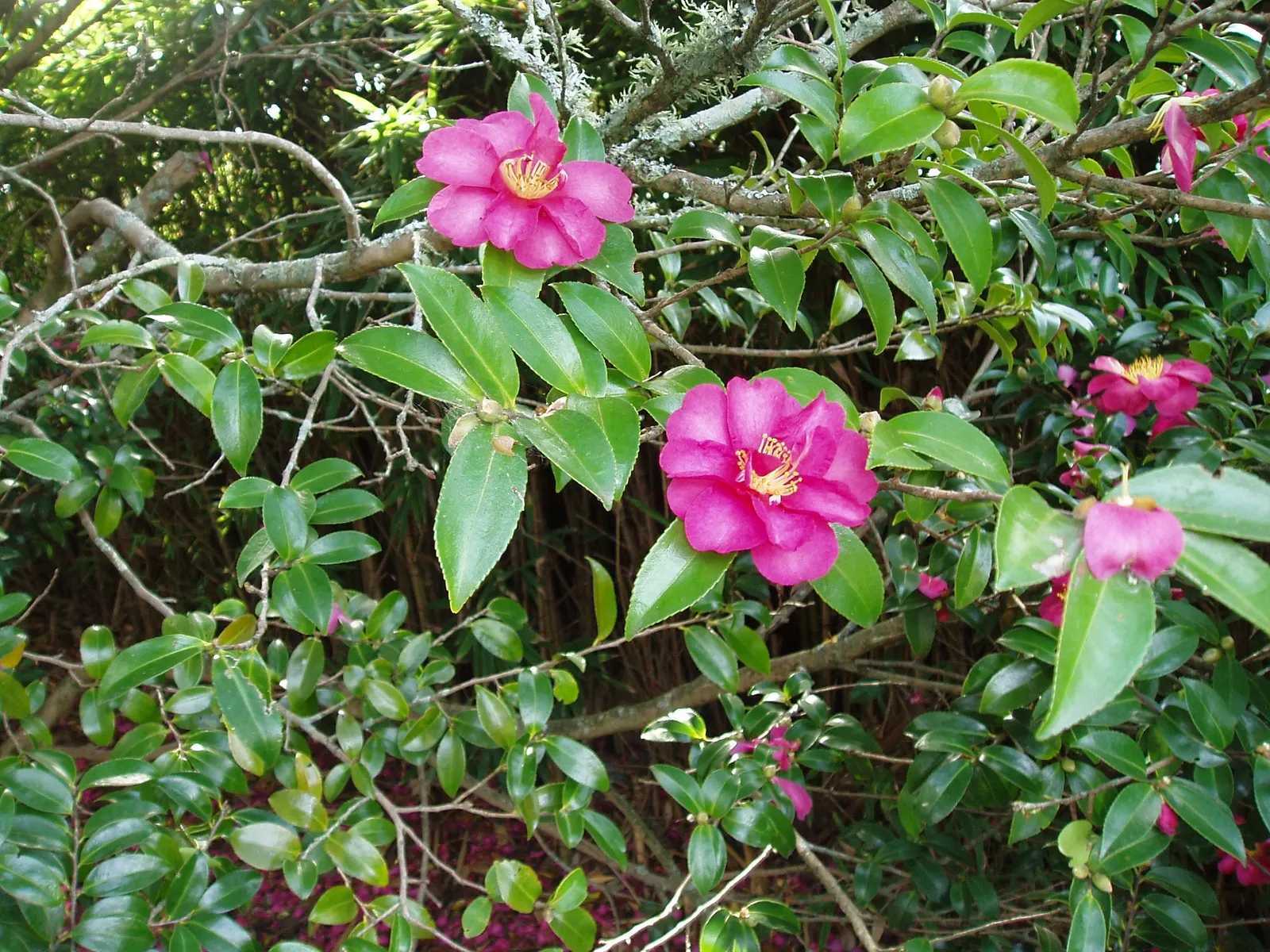 Kanjiro Camellia (Camellia Sasanqua 'Kanjiro') — It reaches up to 8-12 feet tall and spans about 6-10 feet wide, providing lustrous evergreen foliage