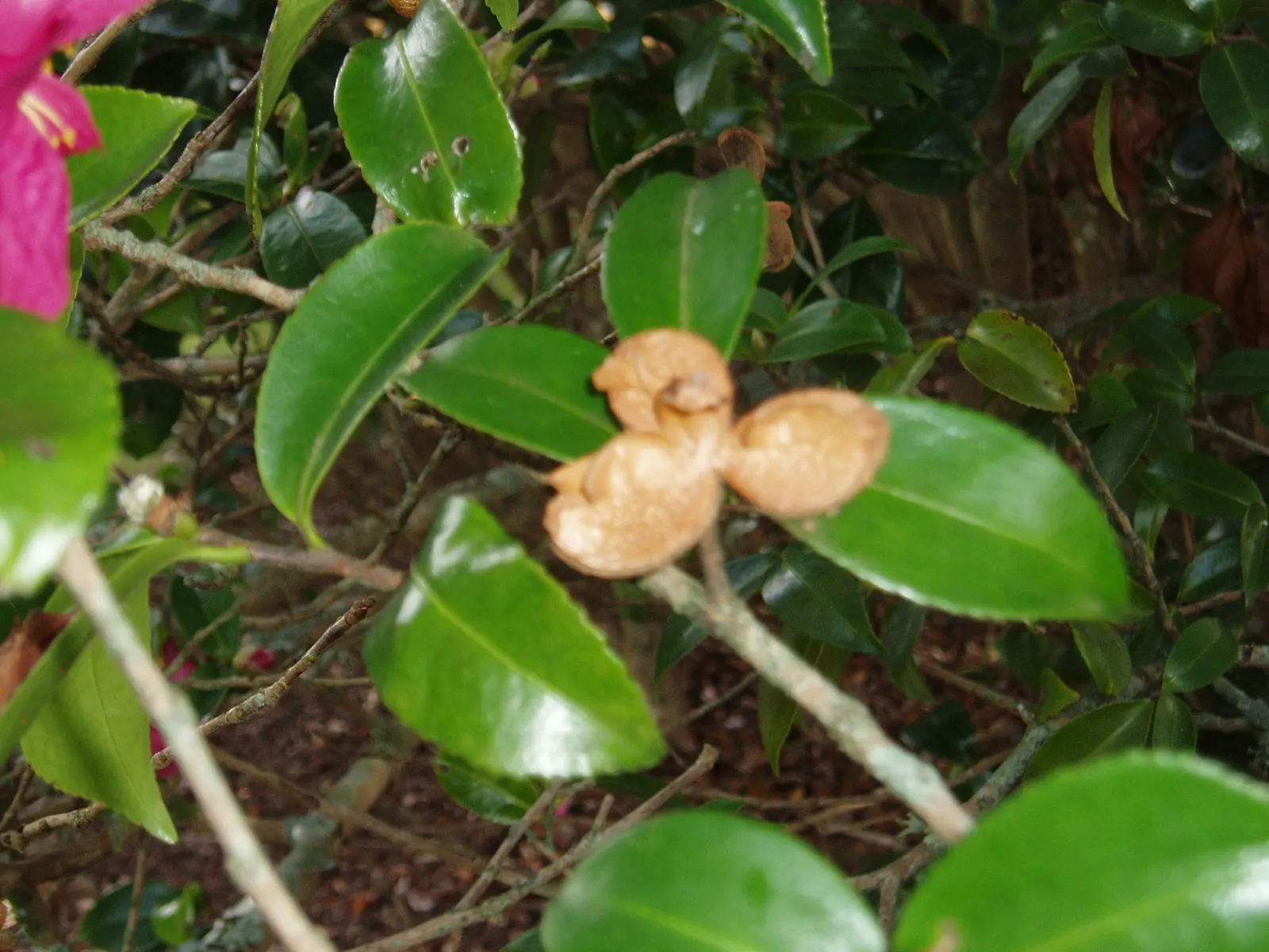 Kanjiro Camellia (Camellia Sasanqua 'Kanjiro') — The Kanjiro Camellia (Camellia sasanqua 'Kanjiro') is a winter-blooming shrub